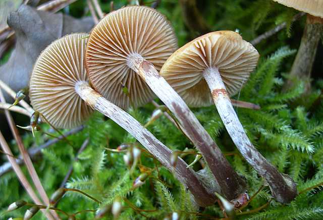 Galerina marginata (Batsch) K�hner
